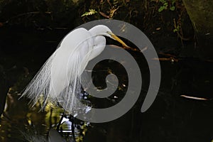 White Egret With Breeding Plumage, Standing In The Water, Looking For Fish