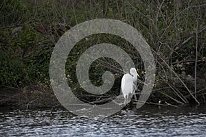 White Egret with breeding plume feathers