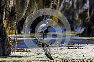 White Egret in Cajun Swamp & Lake Martin, near Breaux Bridge and