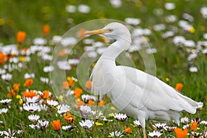 White Egret and colourful flowers