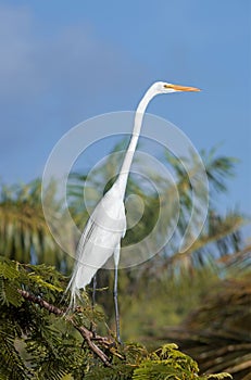 White egret, Dominican Republic