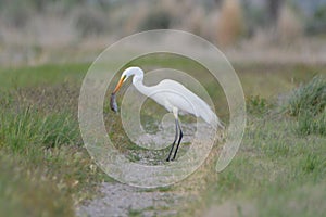 White Egret Eating A Rodent