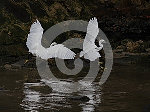 White egret fight