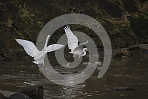 White egret fight