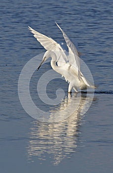 White egret fishing in lake