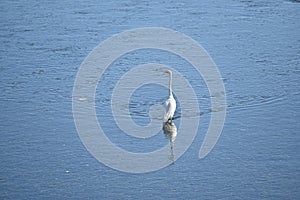 A white egret flapping its wings in a stream.