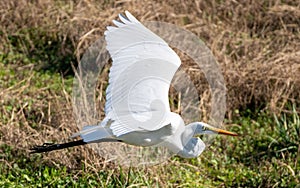 a white egret flies in the air above tall grass