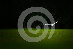 White egret flies over surface of rice field with green background and image vignette for image egret featured