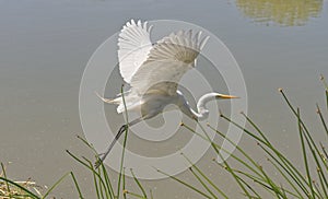 White Egret In-Flight Across the Marshland
