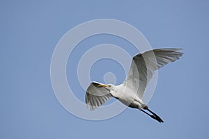 White Egret in Flight against Blue Sky