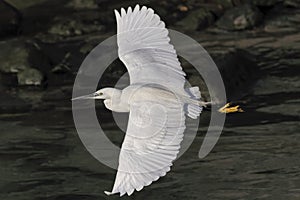 White egret flight closeup