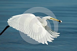 White Egret in flight with food