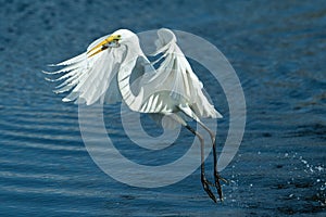 White Egret in flight with food