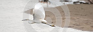 White Egret in flight over San Jose del Cabo nature preserve lagoon in Baja California Mexico