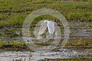 Egret flying over the swamplands in Botswana, Africa photo