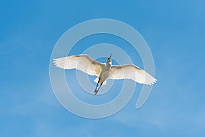 White Egret flying against blue sky