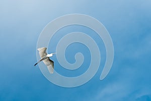 White Egret flying against blue sky