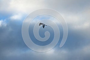 WHITE EGRET FLYING AGAINST CLOUDY SKY