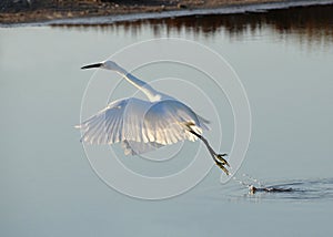 White egret flying away