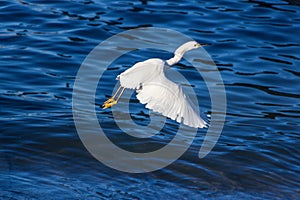 White egret flying with blue water background photo