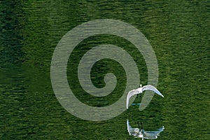 White egret flying gracefully over a lake
