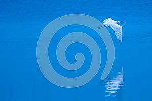 White egret flying over blue water