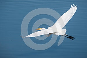 White egret flying over the blue water of a pond