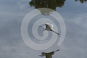 White Egret flying over reflection on lake