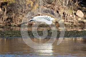 White Egret flying over Salt Rive near Mesa Arizona USA