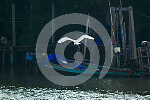 White Egret flying over the surface.