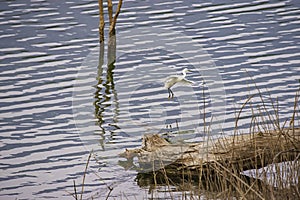 White egret Flying on the water at Wang Bon dam ,Nakhon nayok in Thailand