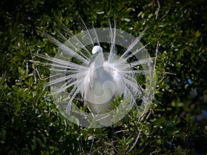 White egret in full breeding plumage