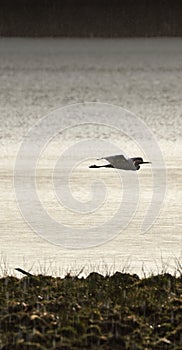 White egret, great egret Ardea alba, flying over lake in pelting rain