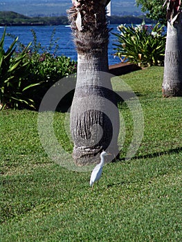 White Egret in Hawaii