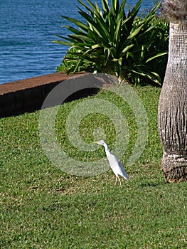 White Egret in Hawaii