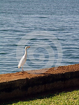 White Egret in Hawaii