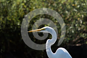 White Egret Head shot