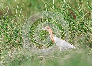 White egret, heron bird, standing on the grass at riverside.