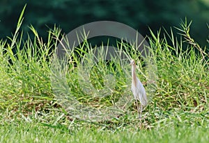 White egret, heron bird, standing on the grass at riverside, loo.
