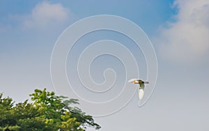 White egret, heron, flying in the beautiful sky, flying bird .