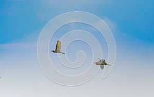 White egret, heron, flying in the beautiful sky, flying birds .