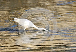 White egret hunting fish