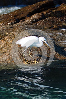 White Egret hunting for fish on Pelikan rocks at Lands End in Cabo San Lucas Baja Mexico photo