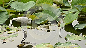 White Egret hunting in lotus pond