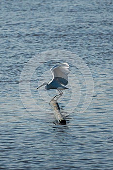 white egret is hunting, opening wings, and stared at the water, looking for fish.