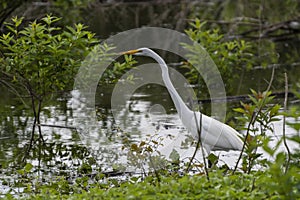 White Egret hunting prey along lake shore