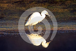 White egret hunting with small fish in beak while wading in Salt River near Mesa Arizona USA