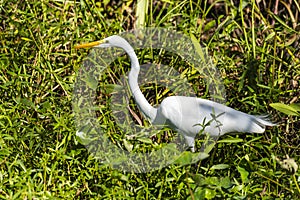 White Egret in Jean Lafitte National Historical Park and Preserve