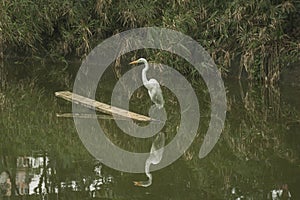 White egret in a lake