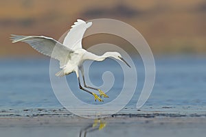 White egret landing on water